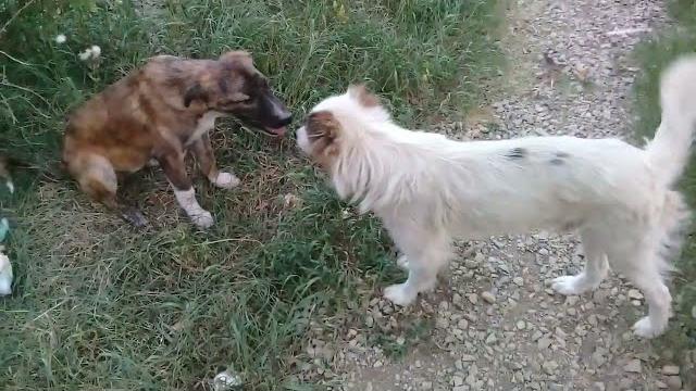 Brown stray pup with white dog in evening/pooping/peeing/plays with bone/mountain village #anime #uk Brown stray pup with white dog in evening/pooping/peeing/plays with bone/mountain village #anime #uk