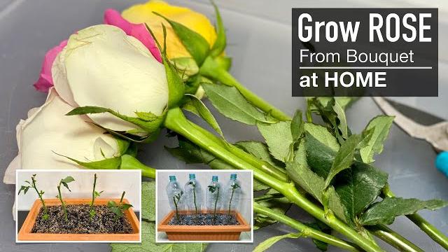 Rose : grow your own roses from cuttings at home Rose : grow your own roses from cuttings at home