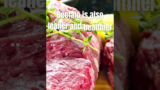 Did you know: what the heck is beefalo? Did you know: what the heck is beefalo?