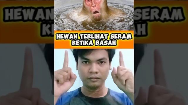 Hewan terlihat seram ketika basah Hewan terlihat seram ketika basah