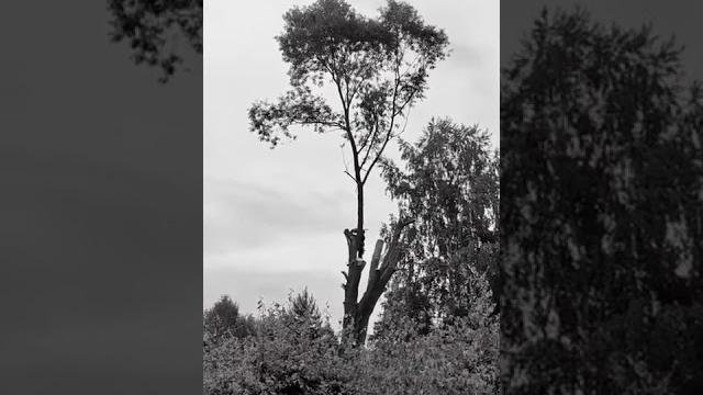 Спилить дерево. обрезка, удаление деревьев. Спилить дерево. обрезка, удаление деревьев.