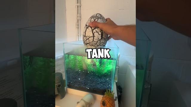 Giant dinosaur egg *hatching* Giant dinosaur egg *hatching*