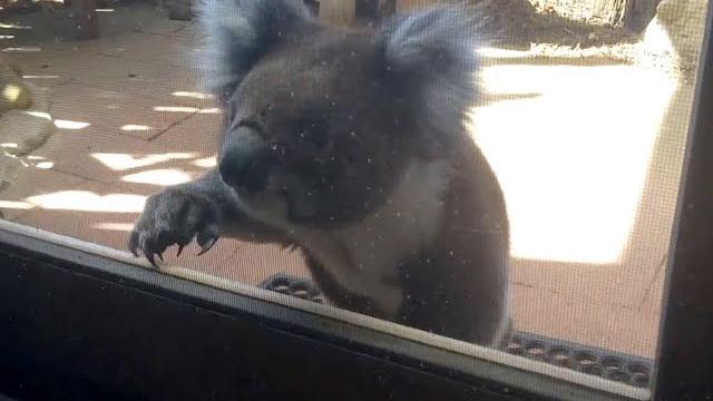 Koala knocking on my window - australia Koala knocking on my window - australia