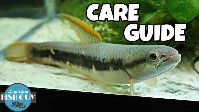 Red wolf fish care guide! Red wolf fish care guide!