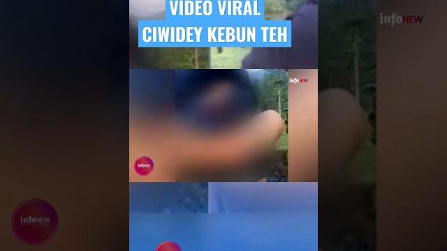 Video viral ciwidey kebun teh #short Video viral ciwidey kebun teh #short