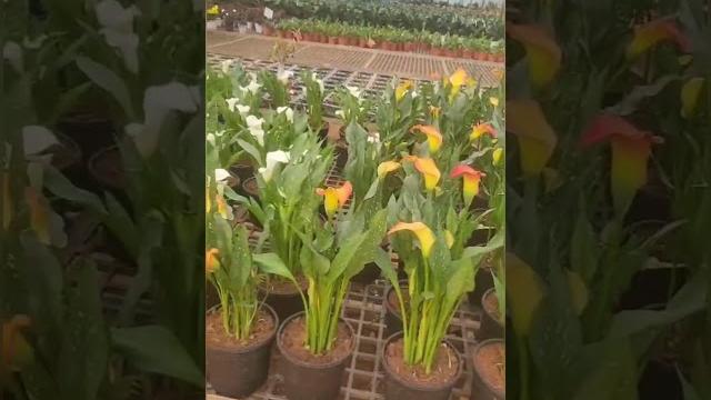 Calla lily flower plants #plants #indoorplanting #flowergarden #garden #plantingtips #flowerplant Calla lily flower plants #plants #indoorplanting #flowergarden #garden #plantingtips #flowerplant