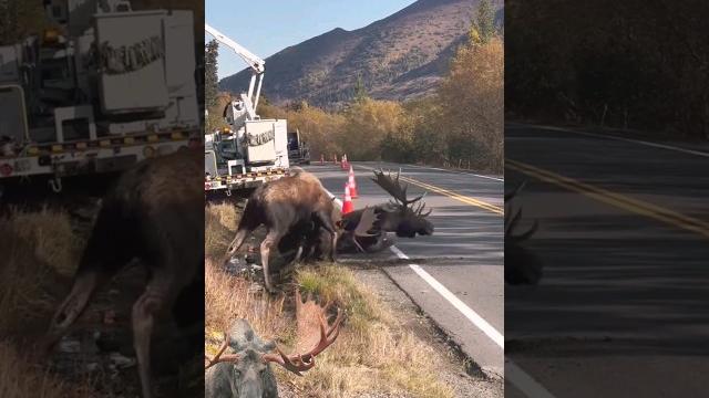 Two males moose fighting over territory Two males moose fighting over territory