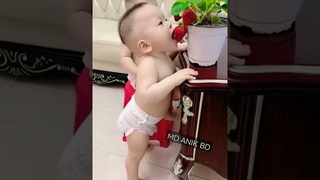 #short video #strawberry pagol choto babu # #short video #strawberry pagol choto babu #