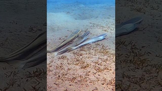 When remoras lose the big fishes #remora #marsaalam #redsea #summertime #reefdiving #nature When remoras lose the big fishes #remora #marsaalam #redsea #summertime #reefdiving #nature