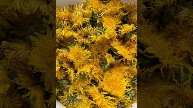 Как приготовить чай из одуванчиков? полезный рецепт чая из одуванчика. рецепт чая #чайизодуванчика Как приготовить чай из одуванчиков? полезный рецепт чая из одуванчика. рецепт чая #чайизодуванчика