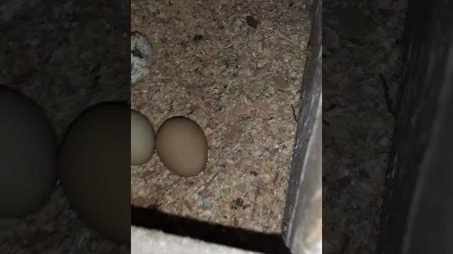 Сбор яиц! #сборяиц #chick #яйца #chicken #май Сбор яиц! #сборяиц #chick #яйца #chicken #май