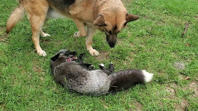 Silver fox annoys dog Silver fox annoys dog