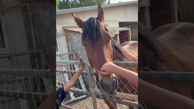 We visited nimo the horse yesterday.. We visited nimo the horse yesterday..
