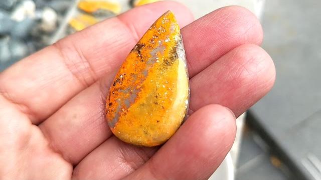 Bumble bee jasper.bj19 Bumble bee jasper.bj19