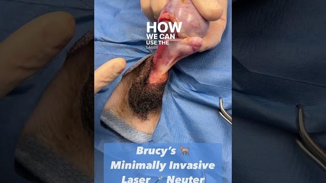 Minimally invasive laser neuter Minimally invasive laser neuter