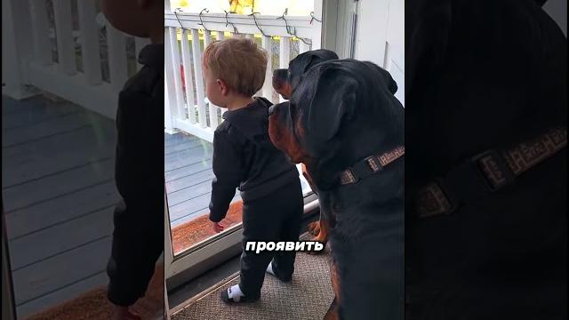 Топ 3 самых опасных собак Топ 3 самых опасных собак