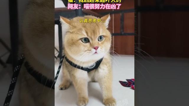 主人让猫咪凶一个,猫:我凶起来超吓人的,网友:喵很努力在凶了 主人让猫咪凶一个,猫:我凶起来超吓人的,网友:喵很努力在凶了
