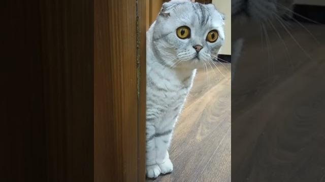 Кошке голову отрезать Кошке голову отрезать