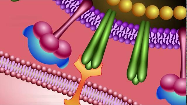 Neuraminidase inhibitors: mechanism of action Neuraminidase inhibitors: mechanism of action