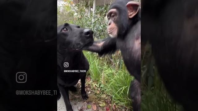 ️ #animal #ape #babyanimals #chimp #monkey #labrador #dog ️ #animal #ape #babyanimals #chimp #monkey #labrador #dog
