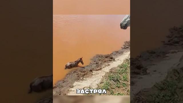 Трогательный поступок дикой лошади Трогательный поступок дикой лошади