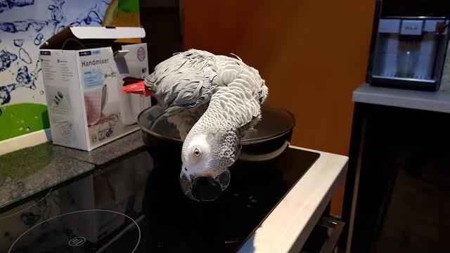 Попугай ругается на кота попугай ругается на хозяина попугай говорит с хозяином попугай поёт Попугай ругается на кота попугай ругается на хозяина попугай говорит с хозяином попугай поёт