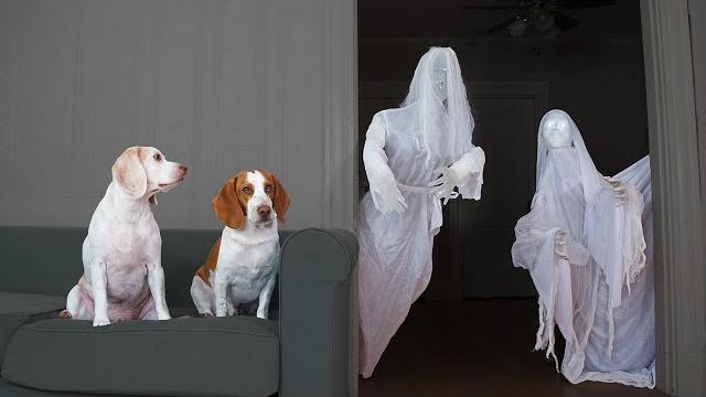 Dog vs ghost prank: funny dogs maymo & potpie halloween pranks Dog vs ghost prank: funny dogs maymo & potpie halloween pranks
