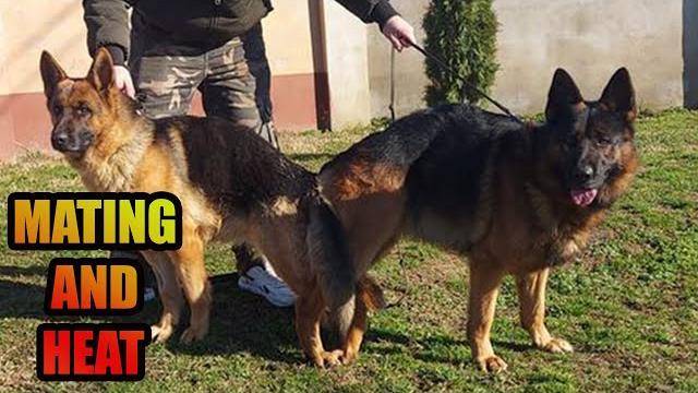 Dog mating and heat - dog breed Dog mating and heat - dog breed