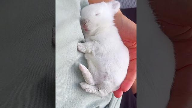 The woman accidentally found a newborn rabbit lying on the ground and #rabbit #babyrabbit #animals The woman accidentally found a newborn rabbit lying on the ground and #rabbit #babyrabbit #animals