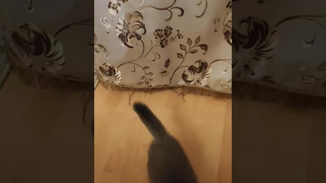 Simba прячется Simba прячется