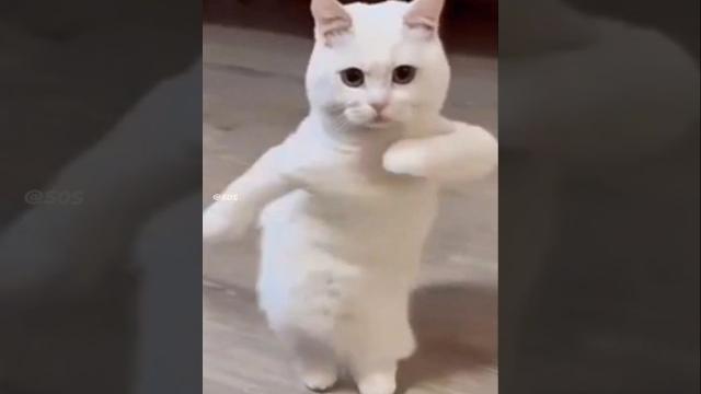 Cat drifting | #cat Cat drifting | #cat