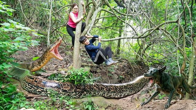 Smart dog confronts giant anaconda - female hunter does something unexpected | lý thị hoa Smart dog confronts giant anaconda - female hunter does something unexpected | lý thị hoa