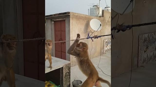 #monkey short clip video monkey #monkey short clip video monkey