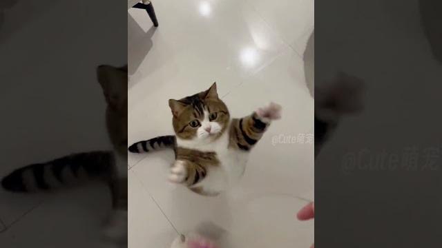 Funny cats#shorts Funny cats#shorts