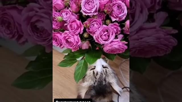 Лайм дома Лайм дома