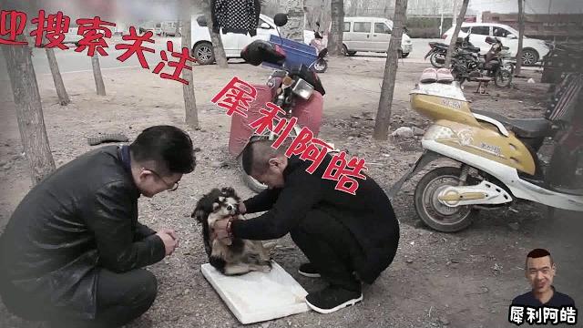 阿浩身披黄金甲,勇战恶狗取圣水,究竟是为了什么?? 阿浩身披黄金甲,勇战恶狗取圣水,究竟是为了什么??