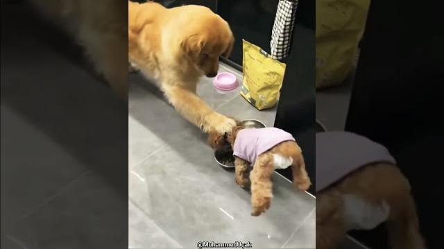 Когда у вас две собаки, это символизирует двойное счастье 2 #собака #dog #dogs #dogshorts #cats Когда у вас две собаки, это символизирует двойное счастье 2 #собака #dog #dogs #dogshorts #cats