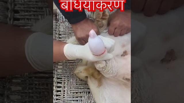 Castration l dr umar khan Castration l dr umar khan