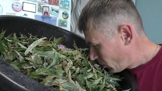 Иван чай. ферментация иван-чая! всё очень просто! Иван чай. ферментация иван-чая! всё очень просто!