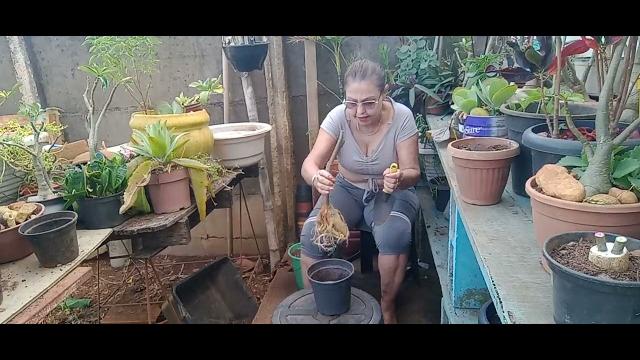Grafted # but replanted # desert rose Grafted # but replanted # desert rose