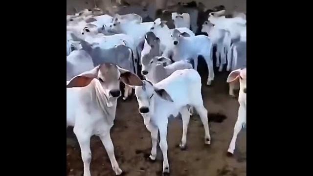 Vrindavan gaushala Vrindavan gaushala
