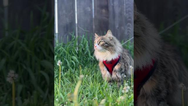 Queen of the jungle walk #catadventure #fluffyqueen #natureprowler #whiskerwednesday #felineexplorer Queen of the jungle walk #catadventure #fluffyqueen #natureprowler #whiskerwednesday #felineexplorer