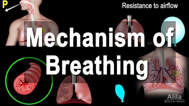 Mechanism of breathing, animation Mechanism of breathing, animation
