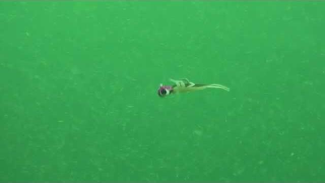 Impulse® mayfly Impulse® mayfly