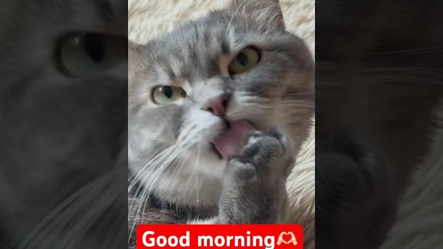 #cats#кошки#врек#хочуврек#прикол #cats#кошки#врек#хочуврек#прикол