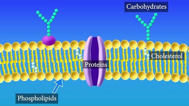 Cell membrane structure and function Cell membrane structure and function
