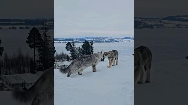 Giant maine coon cat meets wolf! Giant maine coon cat meets wolf!