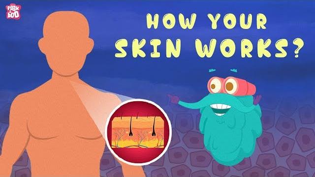 How your skin works? - the dr. binocs show | best learning videos for kids | peekaboo kidz How your skin works? - the dr. binocs show | best learning videos for kids | peekaboo kidz