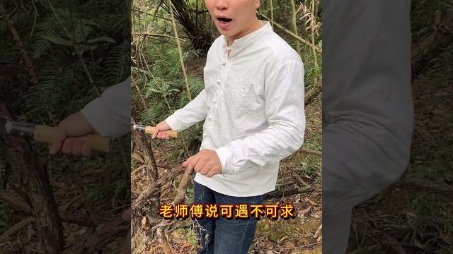 这种青草可遇不可求#植物科普 #潮汕青草 这种青草可遇不可求#植物科普 #潮汕青草