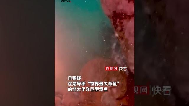 触手展开超3米 巨型章鱼现身日本北海道 | cctv科教 触手展开超3米 巨型章鱼现身日本北海道 | cctv科教